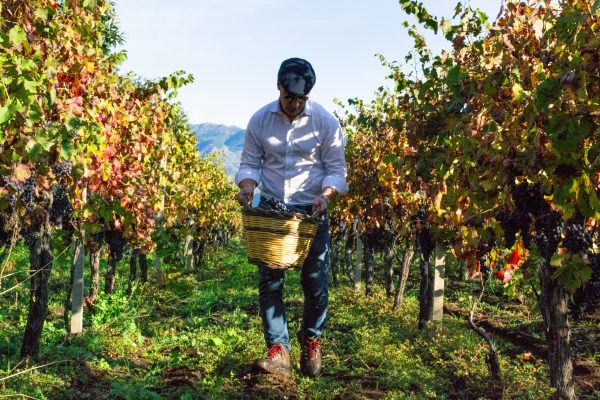 Sicilian wine to sell through La Place de Bordeaux for first time