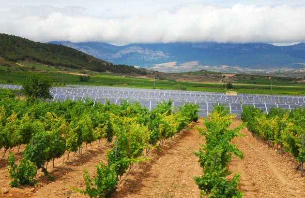 Europe’s oldest vineyards threatened by solar power