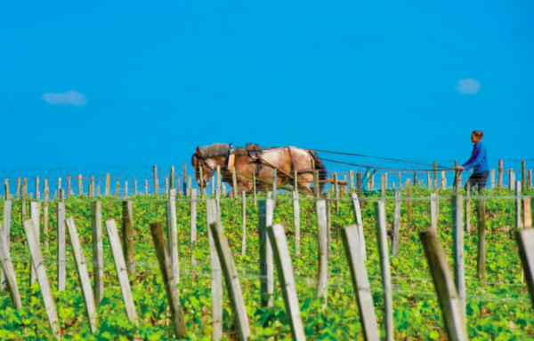 10 wines from the Global Organic and Vegan Masters 2024