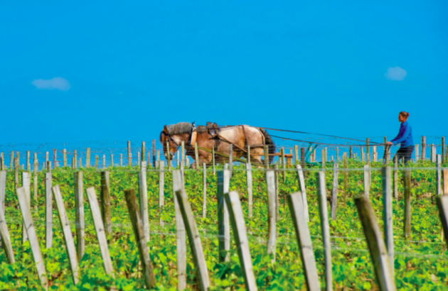 10 wines from the Global Organic and Vegan Masters 2024