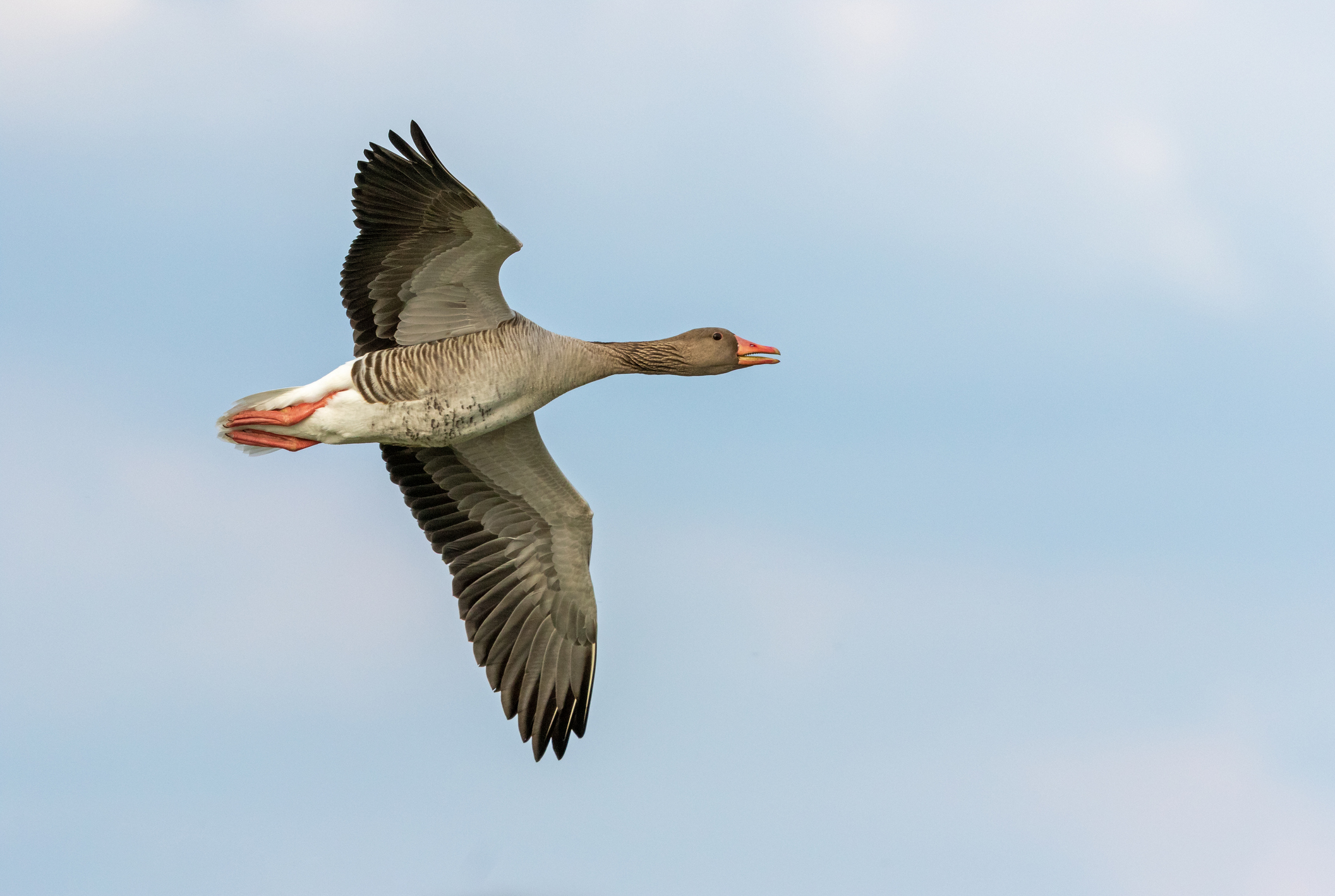 Flying goose