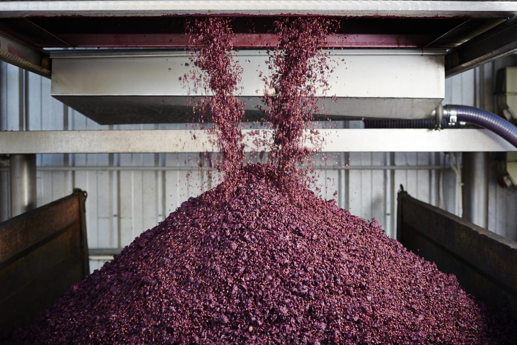 Grapes unloaded: smoke-tainted grapes