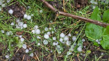 Chablis hailstorm damage ‘considerable’, BIVB confirms