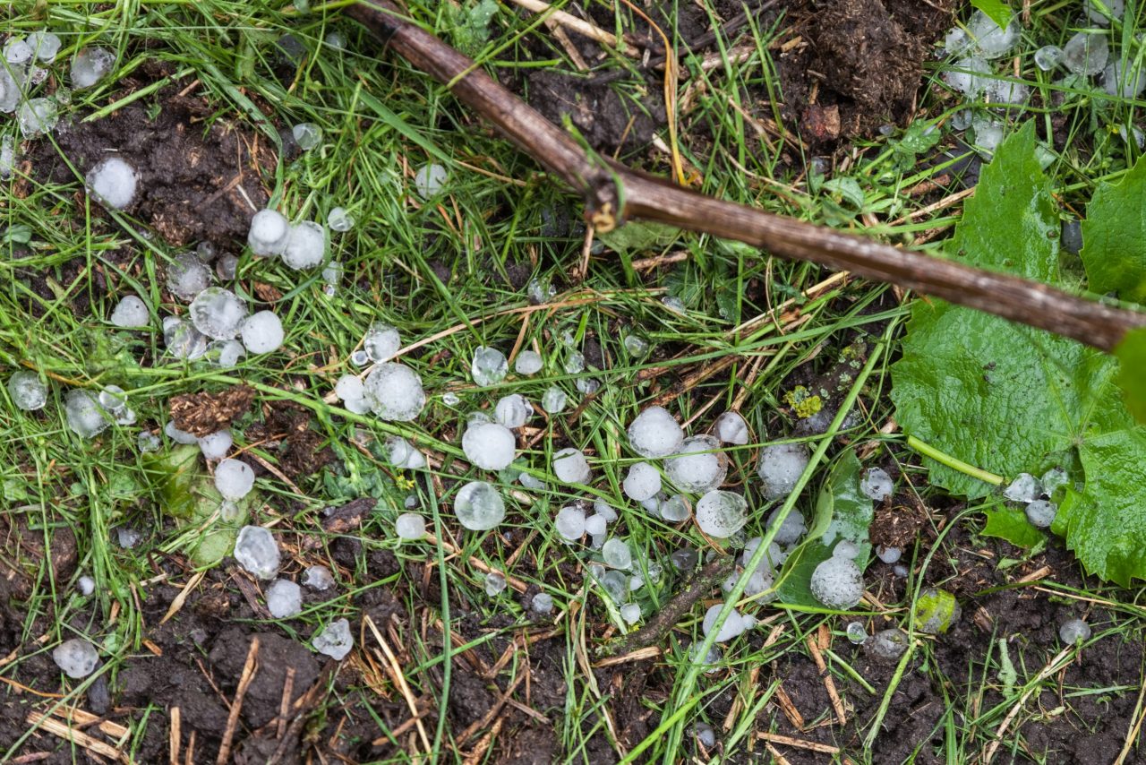Chablis hailstorm damage ‘considerable’, BIVB confirms