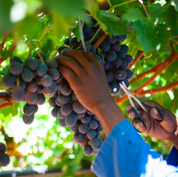 Nearly half of black-owned wine businesses in South Africa ‘won’t survive the next year’