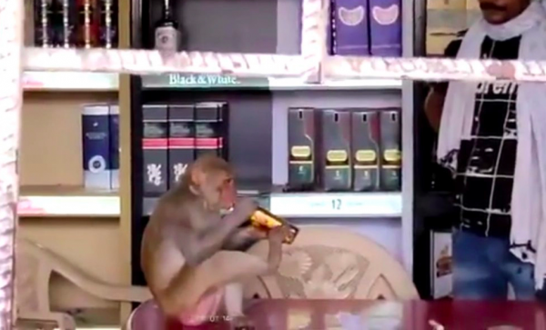 Monkey raids off license and drinks bottle of booze in front of shop’s owner