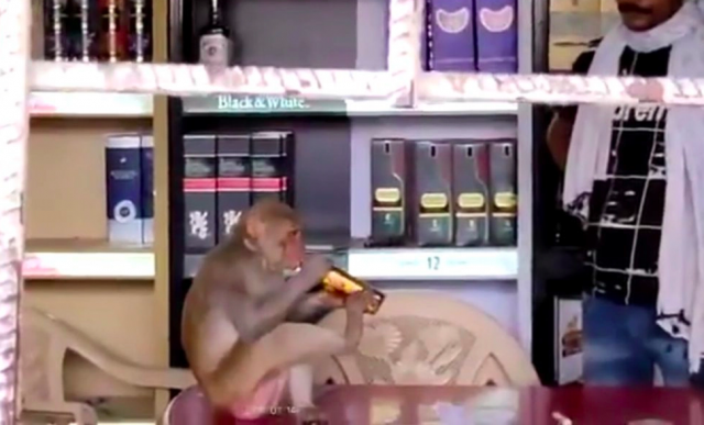 Monkey raids off license