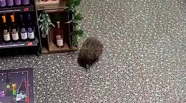 Rogue echidna breaks into alcohol store, smashes booze, and passes out