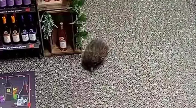 echidna breaks into alcohol store