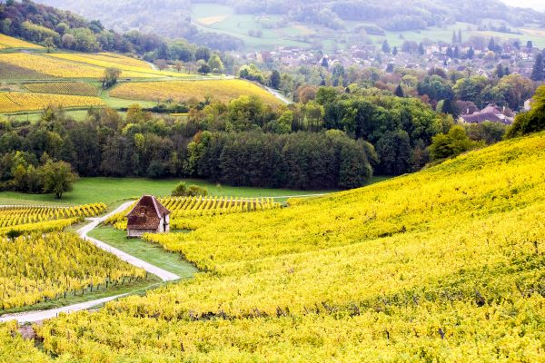 Fine wine market boasts more diverse regions than ever, shows mid-year report