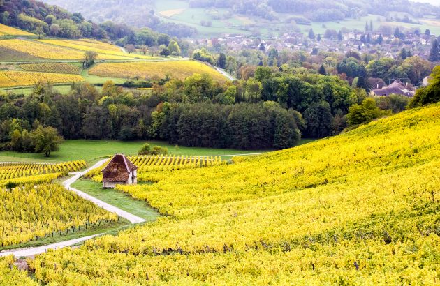 Fine wine market boasts more diverse regions than ever, shows mid-year report