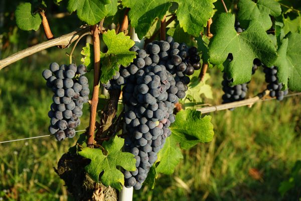 Could Italy’s Alto Piemonte region be the new Barolo?