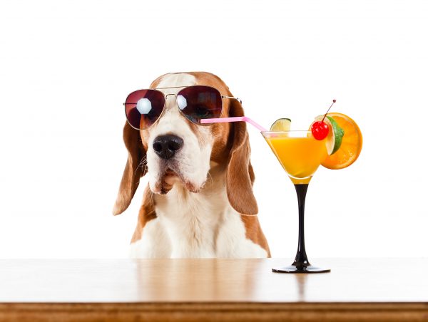 A London bar is serving cocktails for dogs