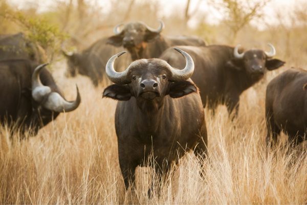 Herd of drunk buffaloes exposes illegal liquor stash