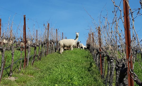 How a few changes to vineyard management could help save the planet