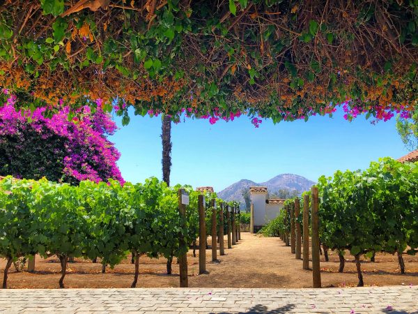 How Cabernet has become cool again in Chile