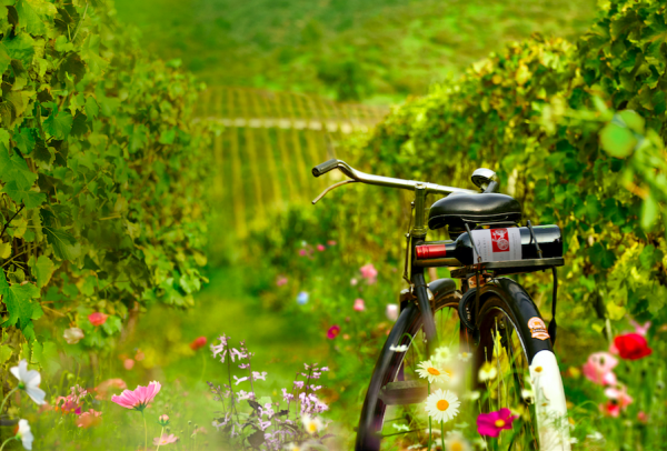 2021 will be a ‘historic’ vintage in Chile