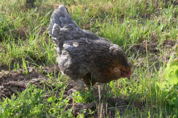Viña Maquis is using endangered chickens to fight vineyard pests