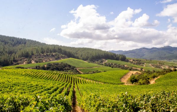 Viña La Ronciere: We want to be “pioneers” of a new Chilean wine style