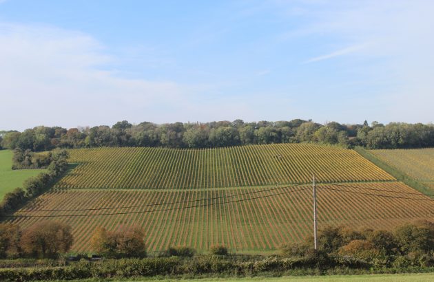 In Focus: The rise of English rosé