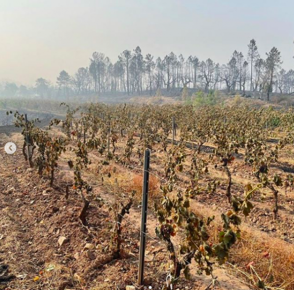 Deadly wildfire hits vineyards in southern France
