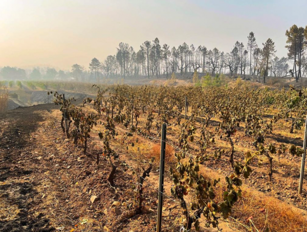 Provence wine producers assess scale of destruction caused by ‘heartbreaking’ wildfires
