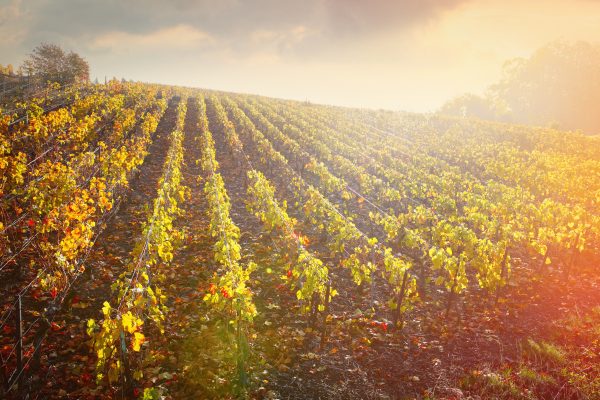 Champagne 2021 ‘a very human harvest’ says Krug cellar master