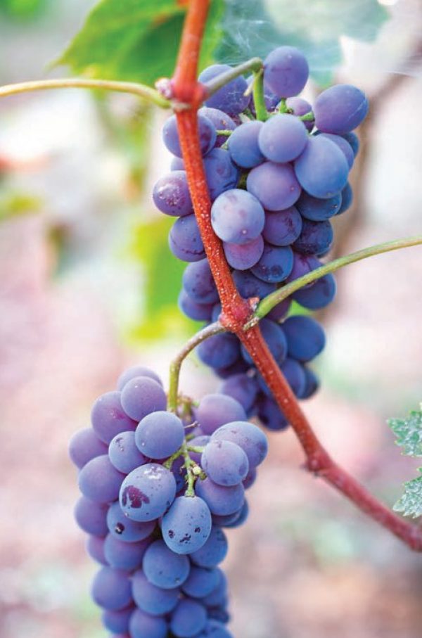 The best wines from The Global Cabernet Sauvignon Masters 2021