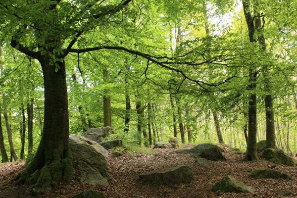 Shrinking supply sends price of French oak barrels soaring