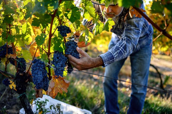 Champagne growers vote to change century-old rule