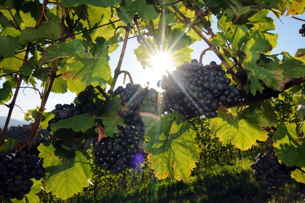 Biodiversity leads to more characterful wines, says Viña Tarapaca