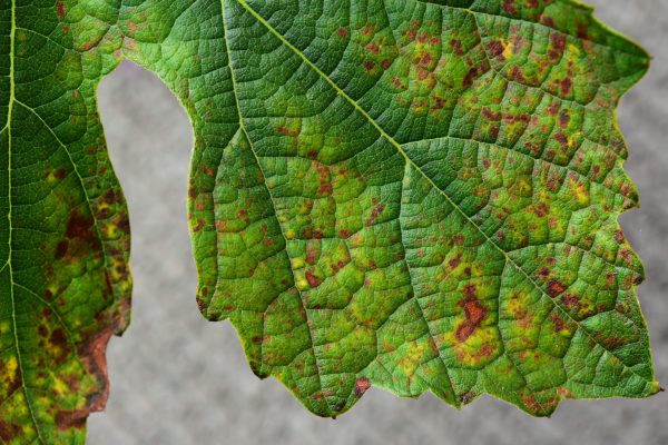 NASA technology can identify grape disease from the sky