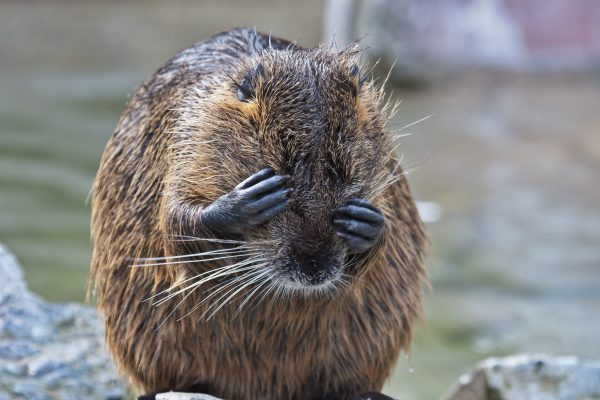 Beavers almost scupper vineyard experiment