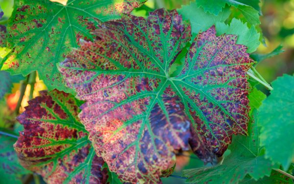 Winery invokes the lost art of ‘ampelography’