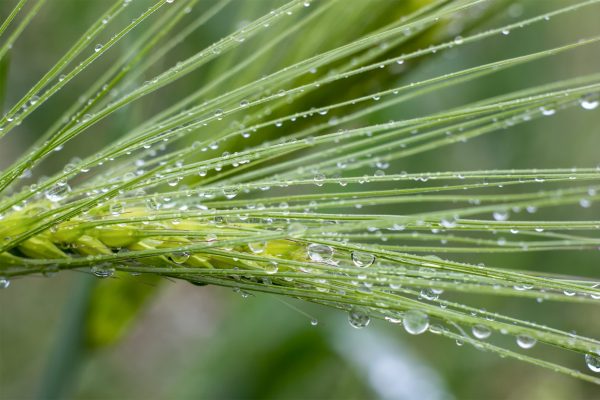 Can greener barley production help Scotch whisky to net zero?
