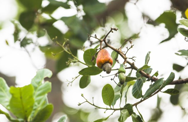 Alcohol museum launches in Goa to boost local drinks scene