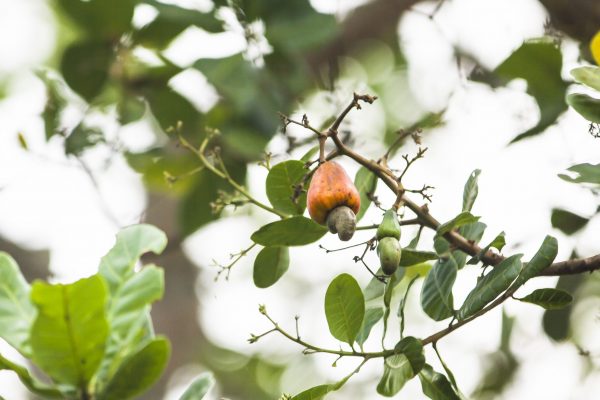 Alcohol museum launches in Goa to boost local drinks scene