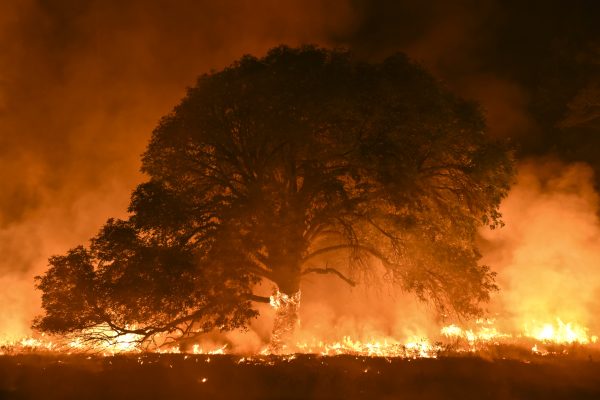 Cakebread Cellars ‘ruled out’ from causing Napa wildfire