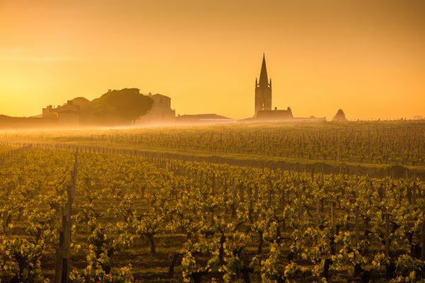 Helpline set-up for ‘traumatised’ mildew-hit Bordeaux winemakers