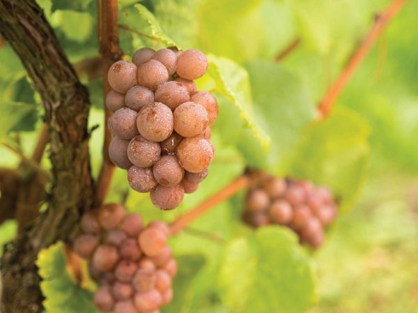 Eight surprising facts about Pinot Grigio
