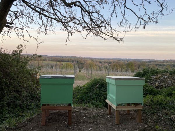 Champagne group gets sustainability certification for English vineyard