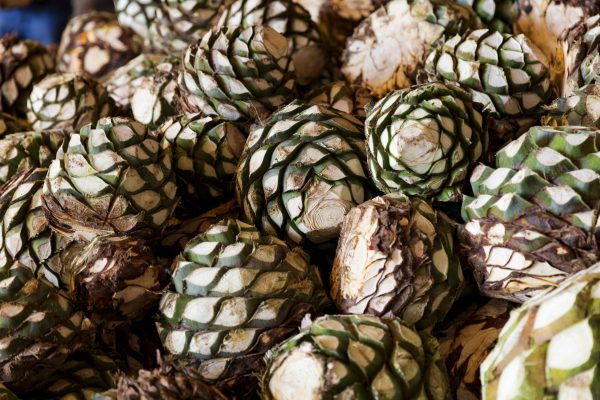 Kendall Jenner gives bricks made from agave waste to Jalisco community