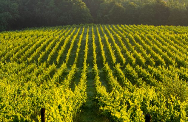St Julien 2023: high yielding and ‘excellent’ wines