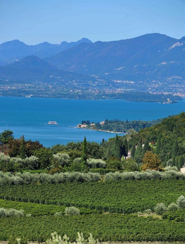 Dive into Italy’s wine regions with Simply Italian GREAT WINES seminars