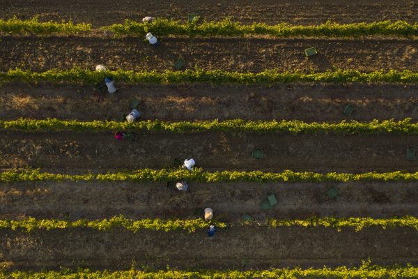 The Wine & Spirits Show 2021 brand spotlight: Oakley Wine Agencies