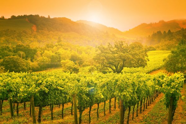 Morlet becomes latest Napa vineyard to release on La Place de Bordeaux