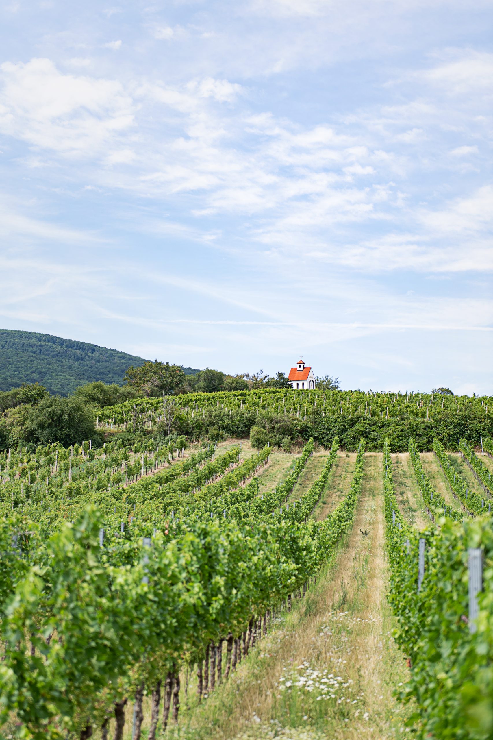 High temperatures and heavy rainfall mean fruity harvest for Austrian wines