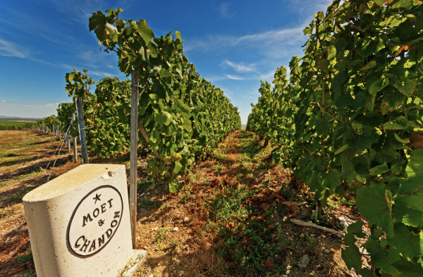 Champagne looks to replenish stocks with 2021 harvest