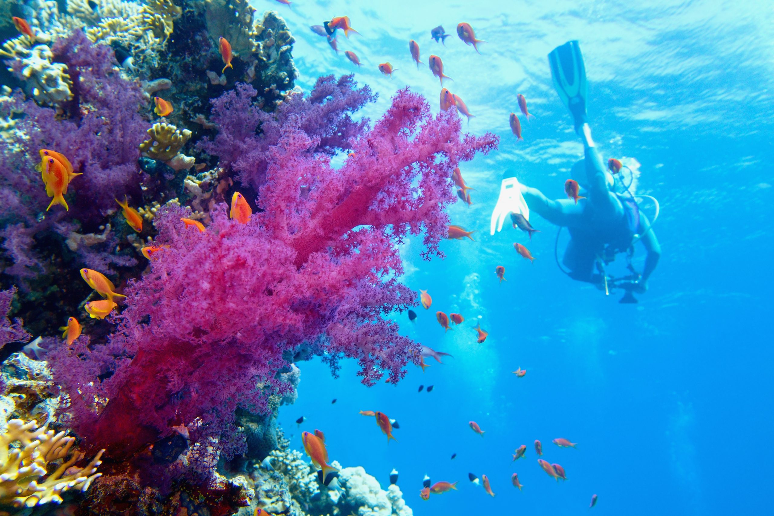 Barrier reef: Diageo launches Reeftip Drinks Co. raising money for Australia's Great Barrier Reef