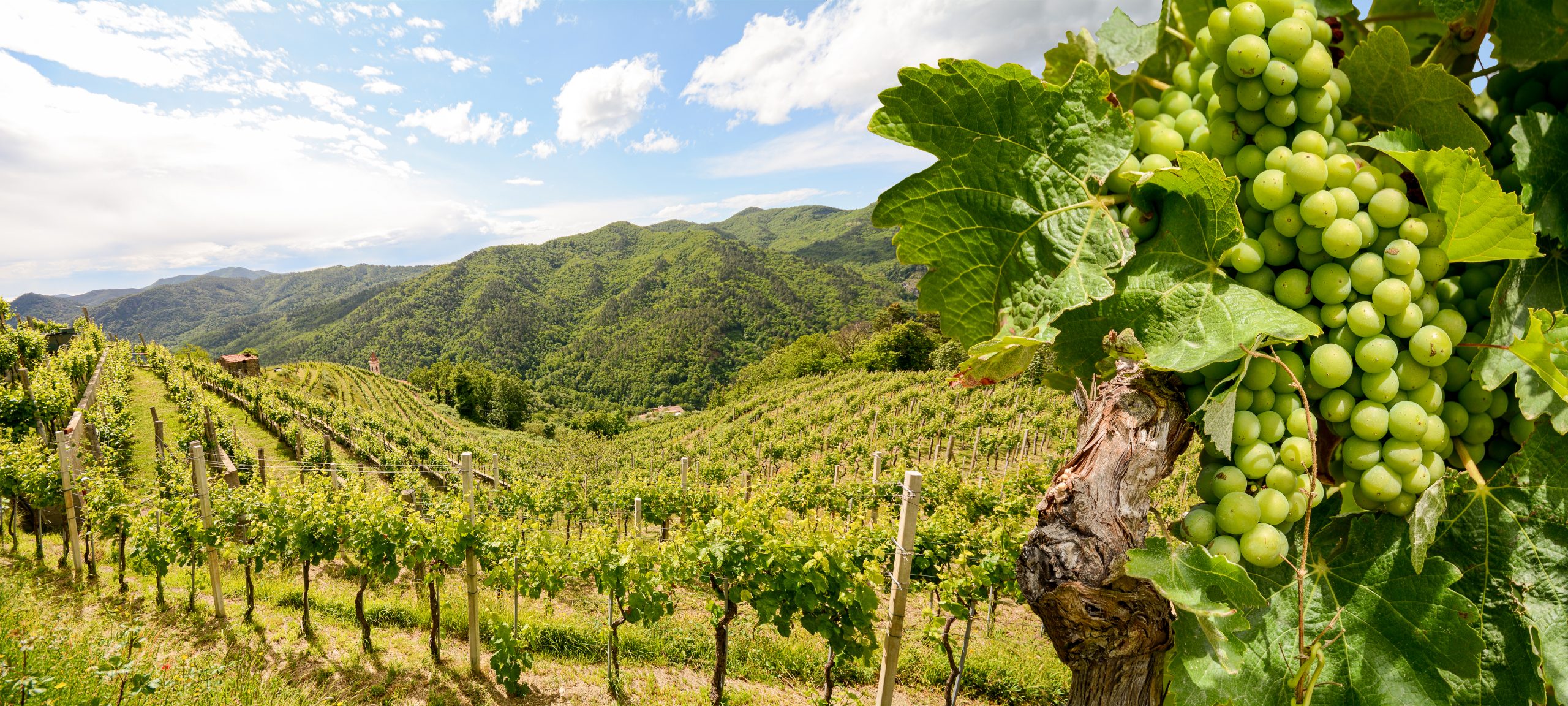 hilly vineyards: sustainable wine roundtable founded to fight climate change